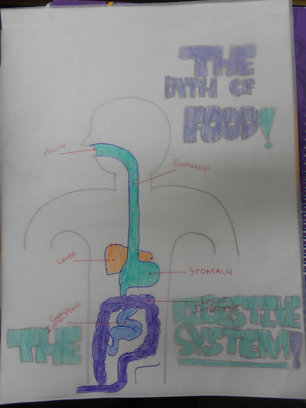 digestive system lesson - ZEROTHRUFIVE