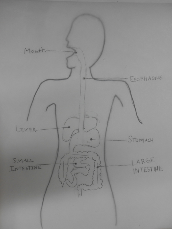 digestive system lesson - ZEROTHRUFIVE