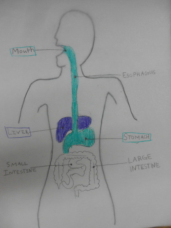 Learn Biology - How to draw Human Digestive system | Facebook