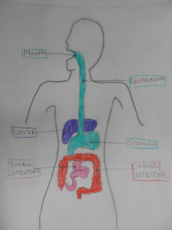 Learn Biology - How to draw Human Digestive system | Facebook