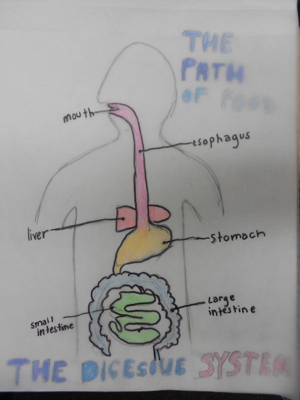 Digestive System Diagram drawing free image download